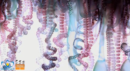 Come salvarsi dalle meduse in vacanza