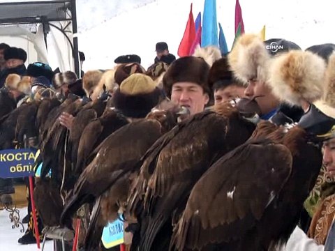 Avcı kartalların nefes kesen tilki ve tavşan avı