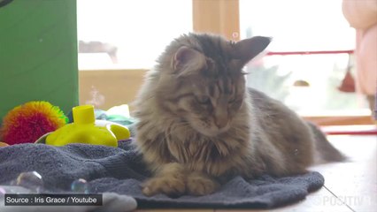 L'amitié unique entre une fillette autiste et son chat