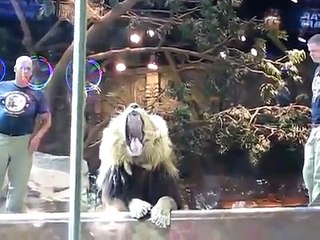 Une lionne sauve un homme attaqué par un lion dans un zoo