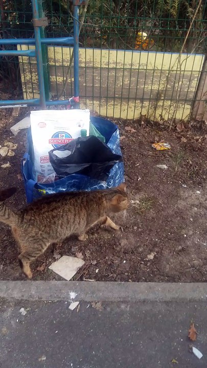Reste 5 minous dans la rue après destruction des abris des 9 chats