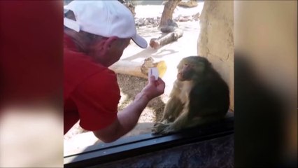Un singe impressionné par un tour de magie