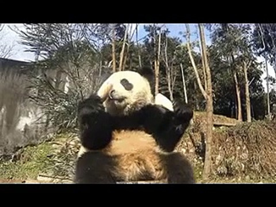 funny video The Goals Mix 6 (News World)
