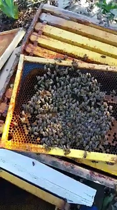 Νεκρό μελίσσι λόγω απότομου κρύου το Μάρτιο