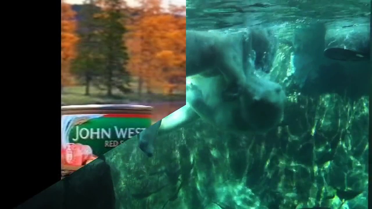 Bear Attack, Animal Fighting Videos Compilation