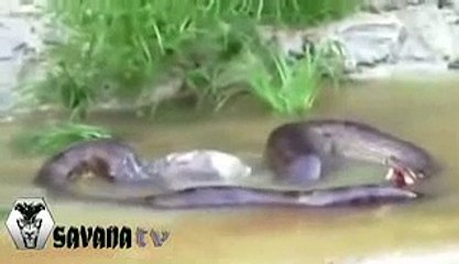 ANACONDA The most powerful animal on earth and anaconda vs elephant