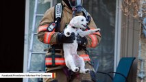 Dog Rescued From Blazing Apartment Can't Stop Grinning