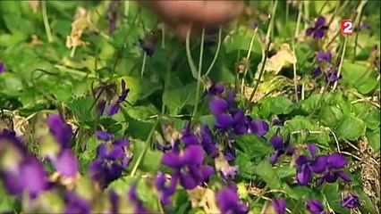 Environnement : la culture de la violette en danger