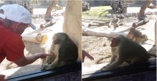 A reação hilariante de um babuíno a um truque de magia