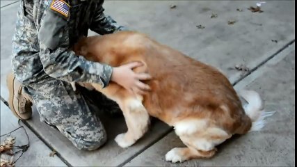 Soldier Coming Home; Dog's Reaction