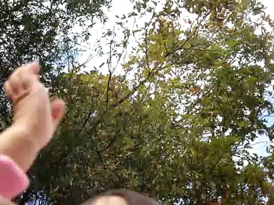 giraffe attack