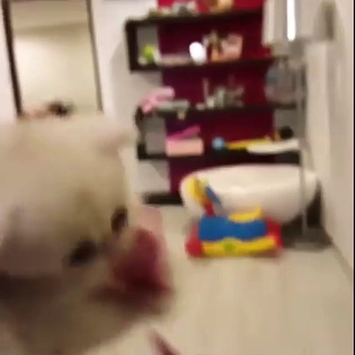 Un chaton avec sa tétine