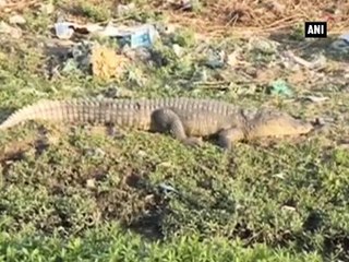 Crocodile rescued from Lucknow
