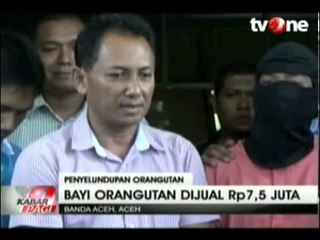 Mahasiswa Jual Bayi Orang Utan untuk Uang Saku