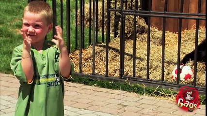 Crazy Kid Sneaks In Gorilla Cage