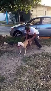 Dog supper jump-Amazing Video Lolzz-Top Funny Videos-Top Prank Videos-Top Vines Videos-Viral Video-Funny Fails