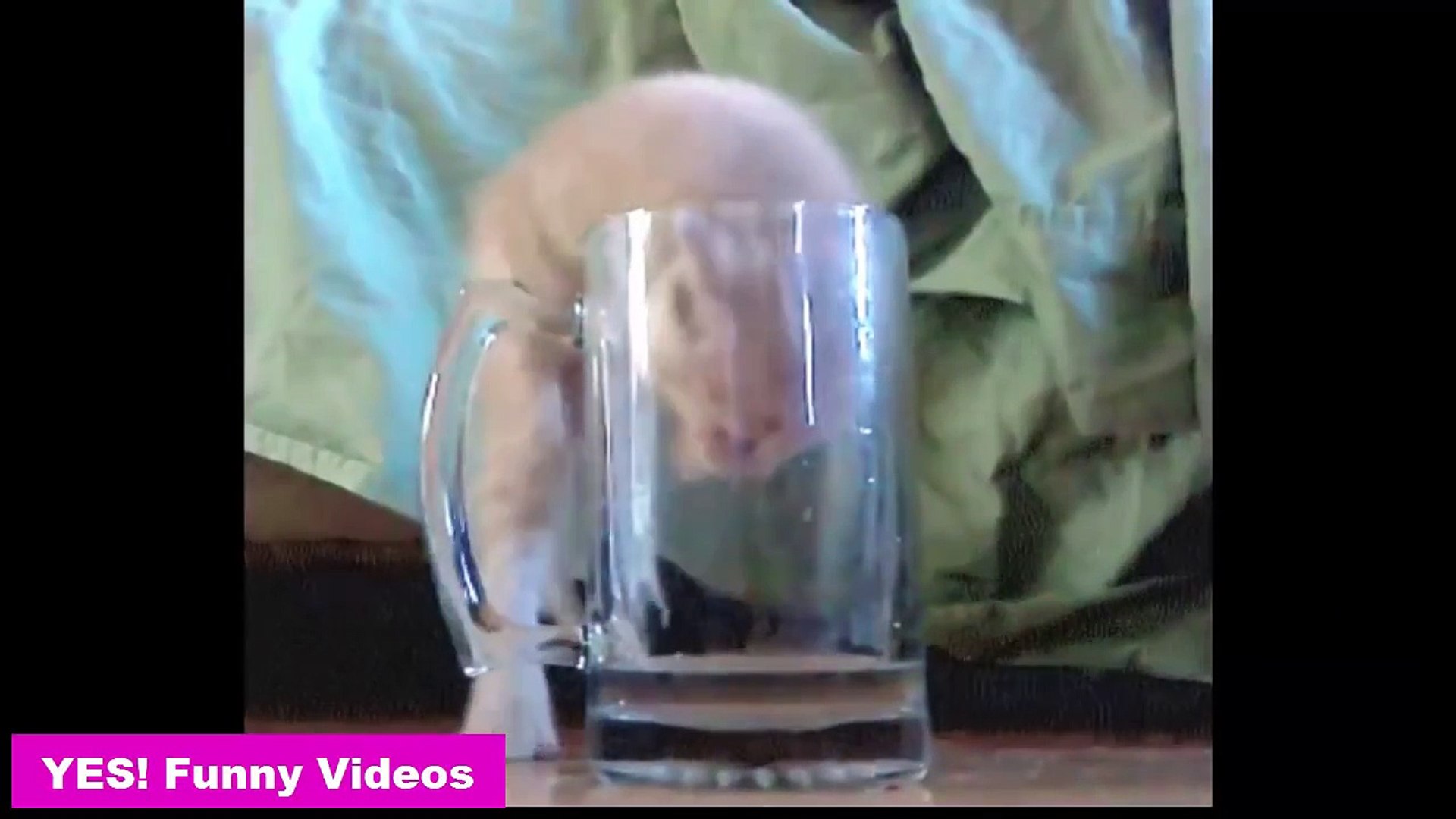 Cats Faces Funny Cats Videos !!