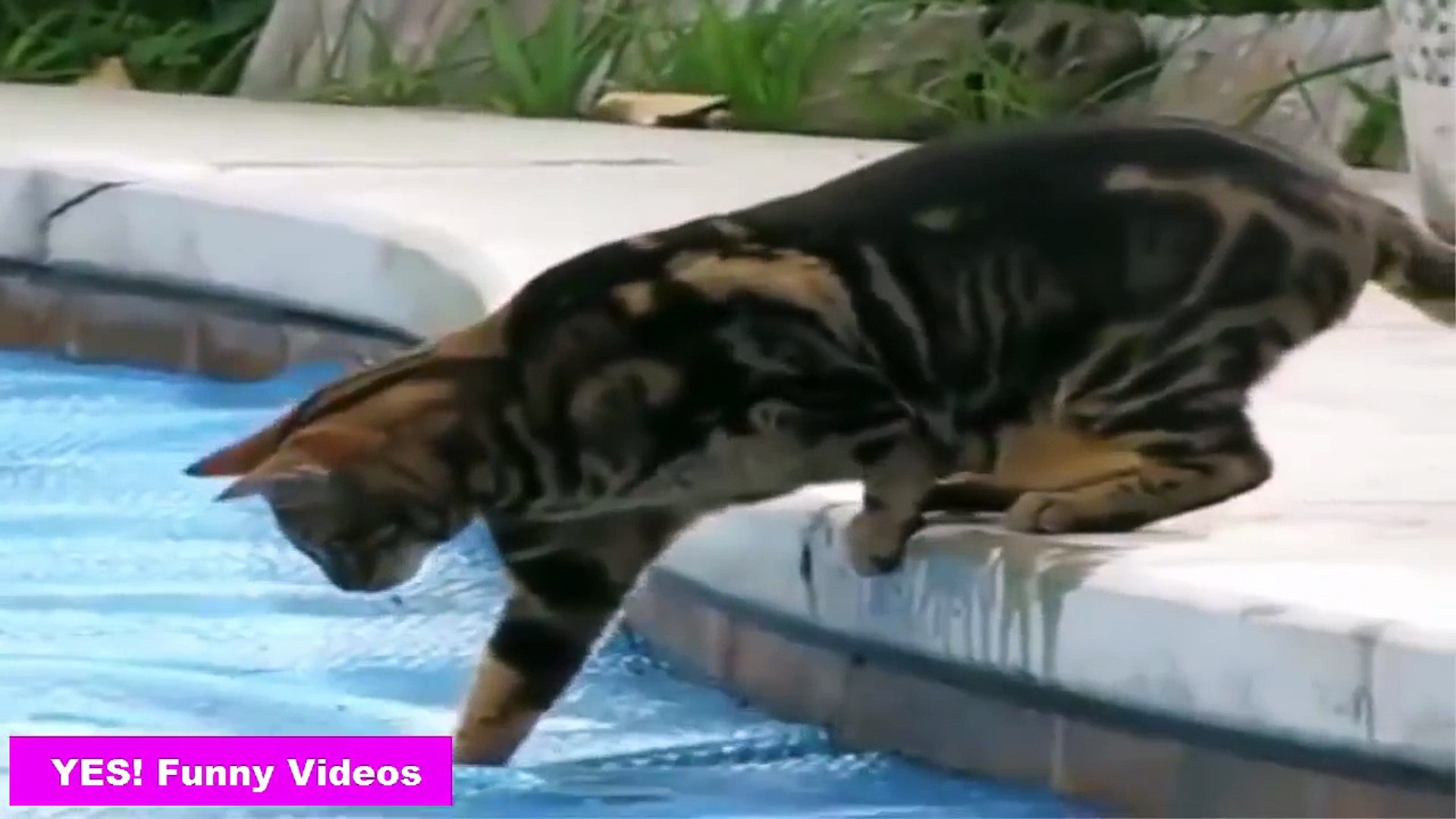 Funny cat shop videos in water