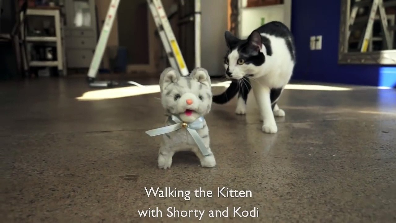 Walking the Kitten