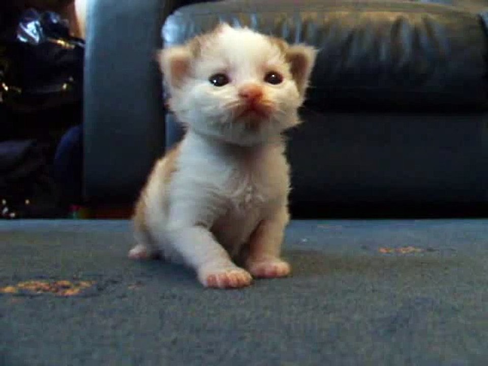 wee kitten