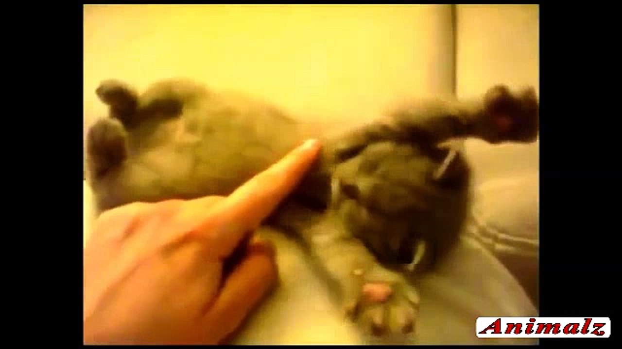 Funny Cats Video Clips
