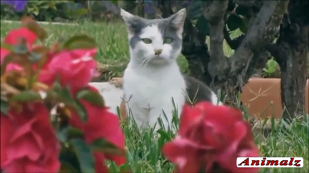 Very Funny Cats Video Clips