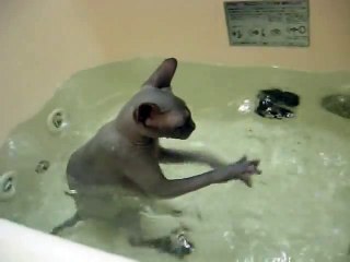 Sphynx kitten s bath time