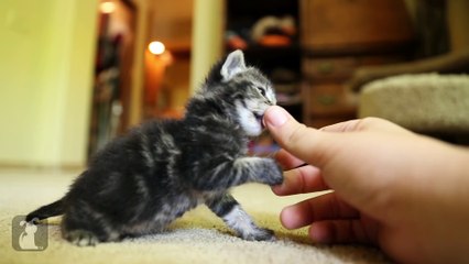 The ABSOLUTE CUTEST KITTY licks your thumb! - Kitten Love