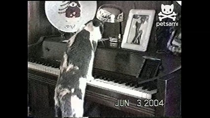Cat plays the piano while owner is at work