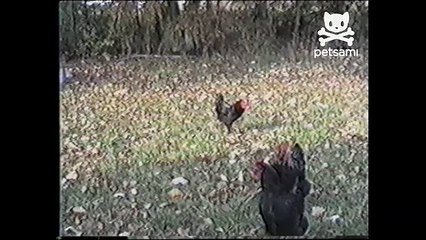 Chicken does the moonwalk