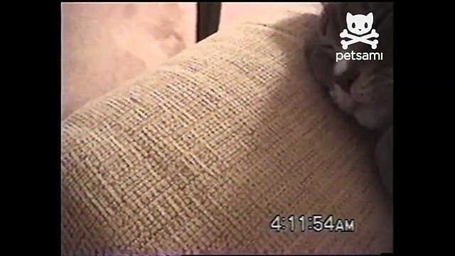 Cute snoring cat catches some zzz's