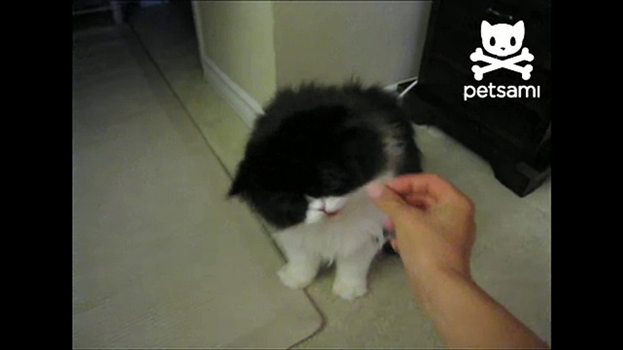 Cutest Kitten Ever Plays Dead