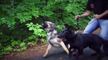 Personal Protection Dogs Working as One (German Shepherds   Belgian Malinois)