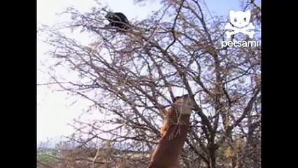 Dog climbs tree to catch cat