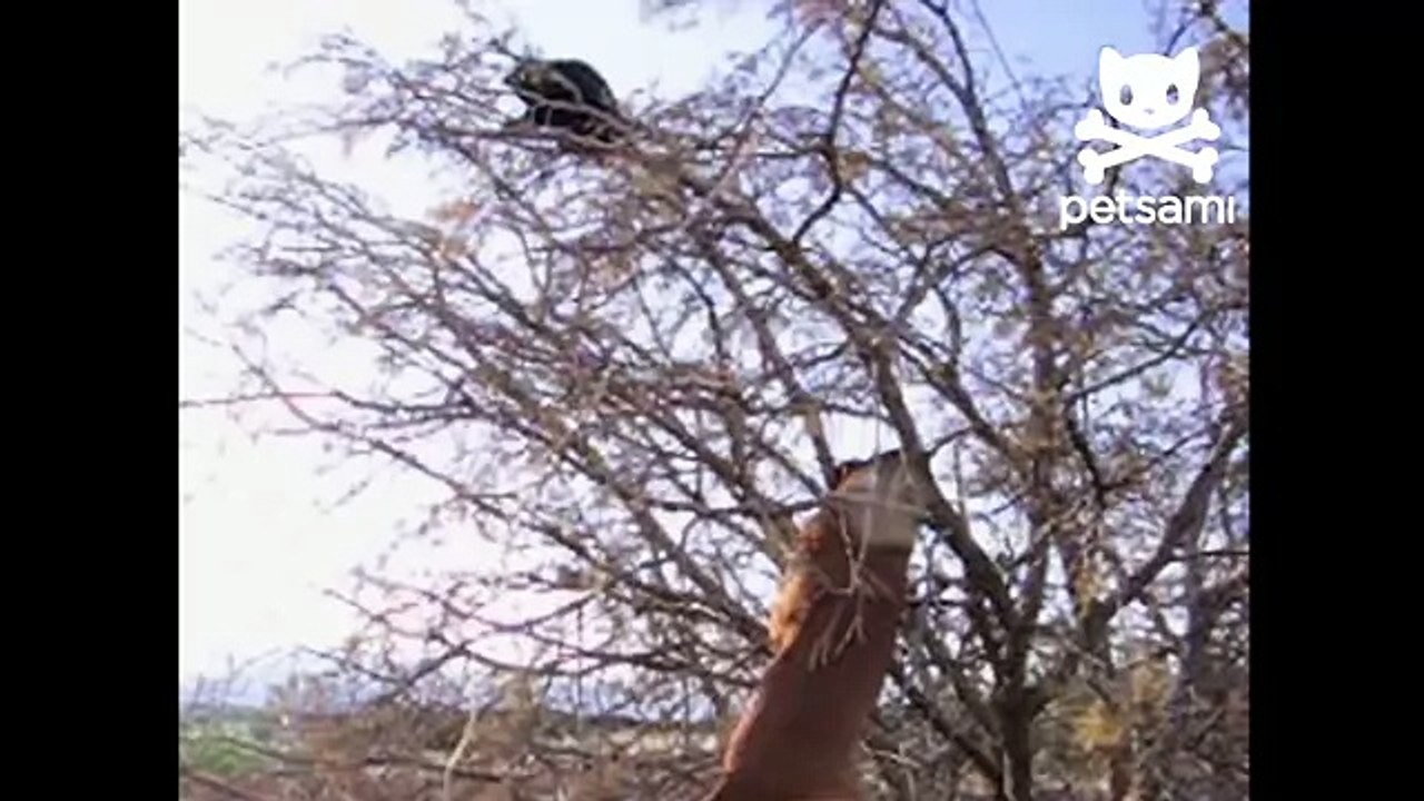 Dog climbs tree to catch cat
