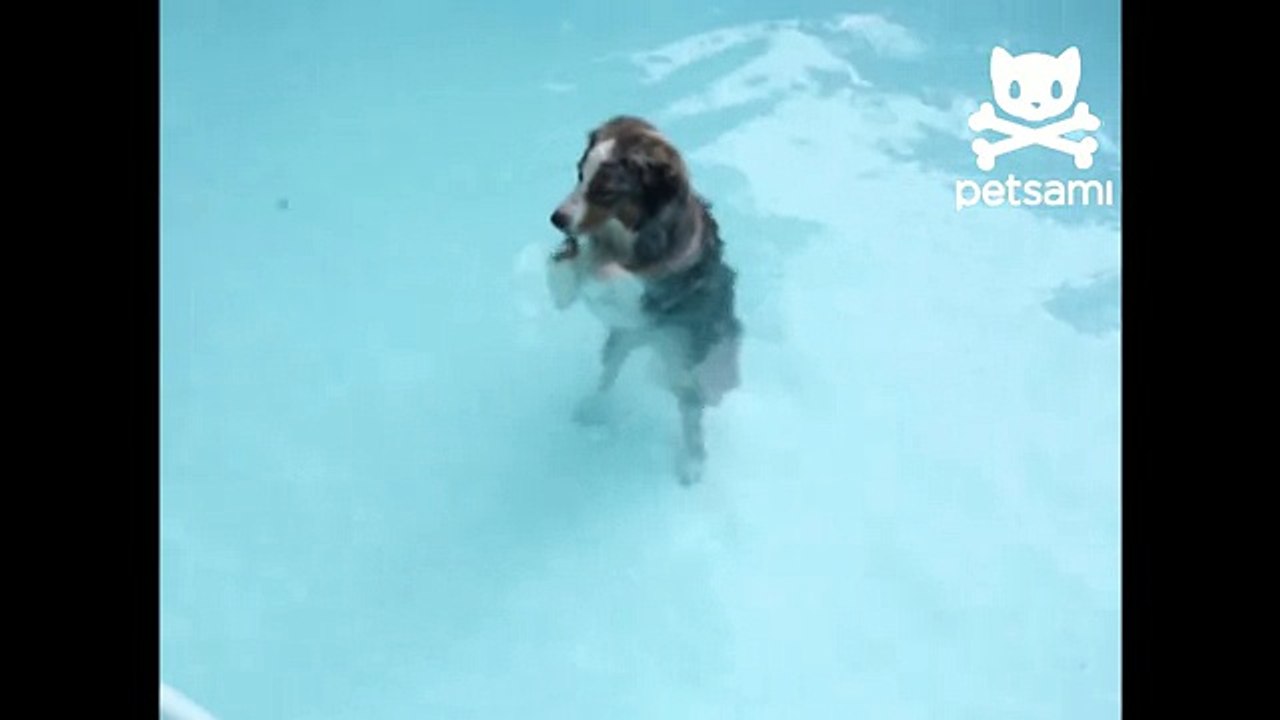 Dog loves synchronized swimming
