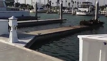 9 Ridiculously Cute Animal Clips Guaranteed To Make Your Day