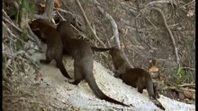 Amazonia documentary2881