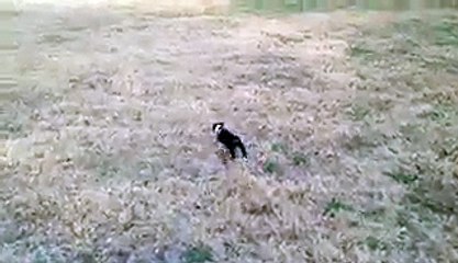 Little Dog Adorably Fails At Leash Training