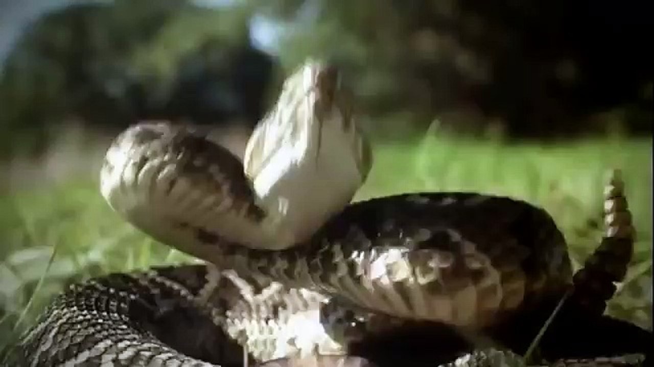Amazonia documentary1