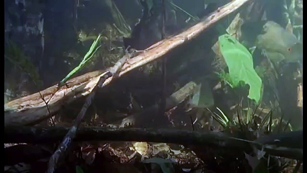 Amazonia documentary1345