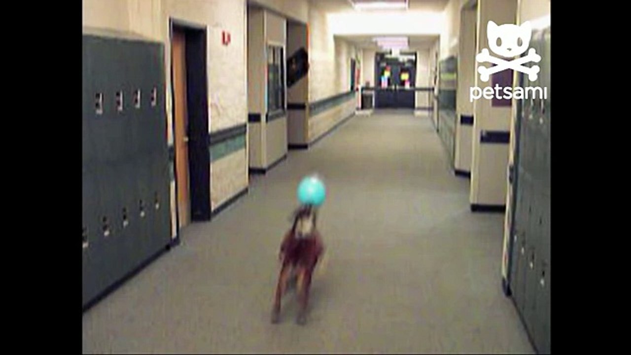 English Bulldog Tries To Catch Balloon