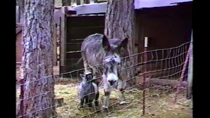 Little Goat Makes A Break For It!