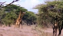 Lion Attack And kill Wild African Animals Compilation Video #HD Lion Hunting