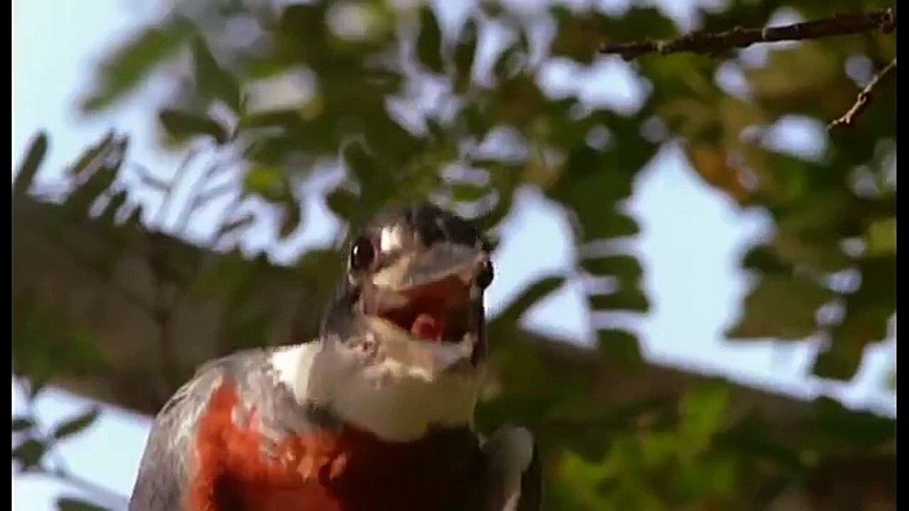 Amazonia documentary4417