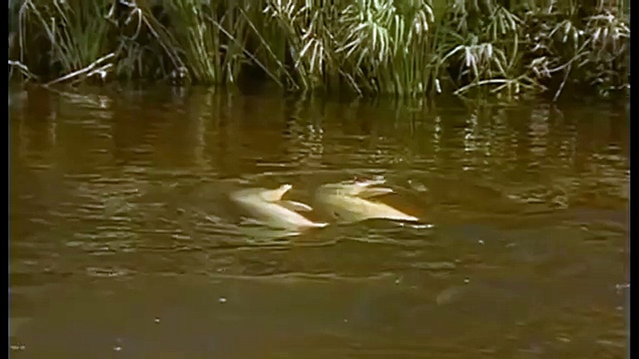Amazonia documentary5665