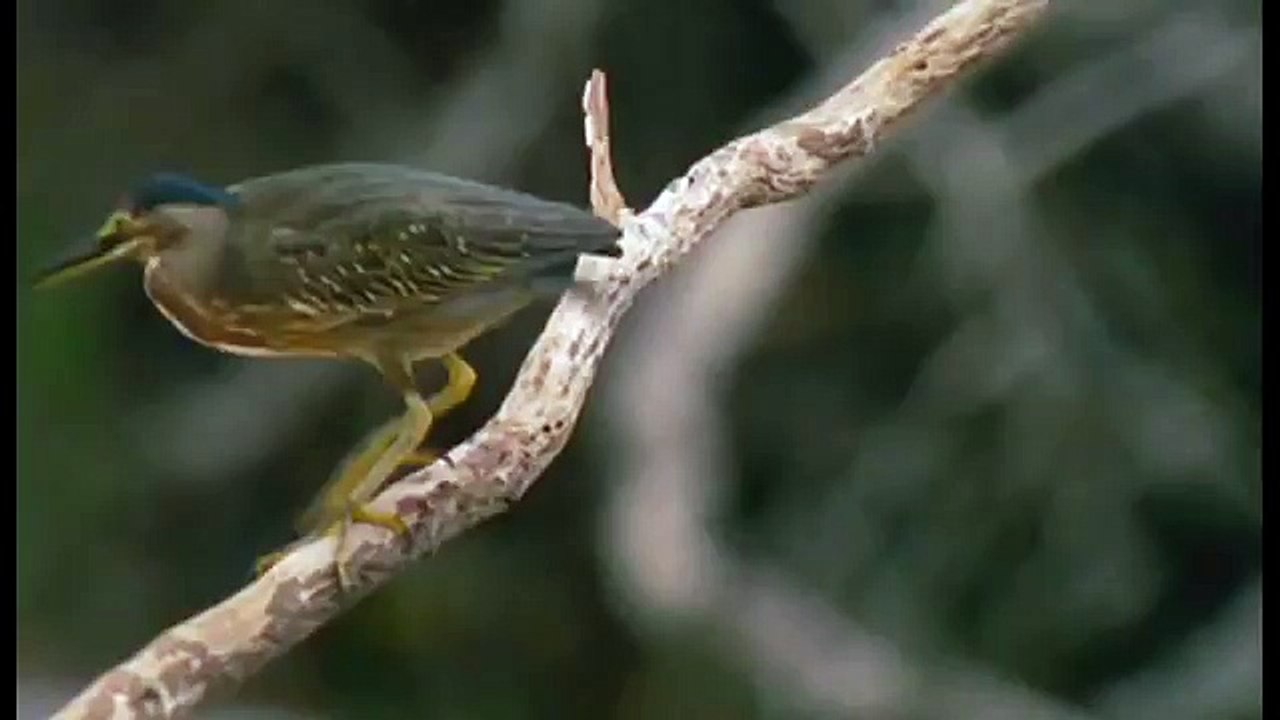 Amazonia documentary5953