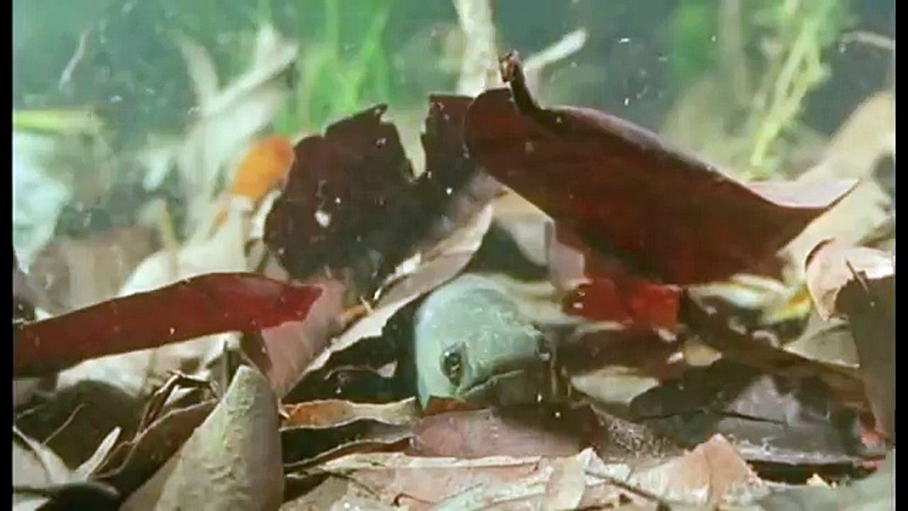 Amazonia documentary6241