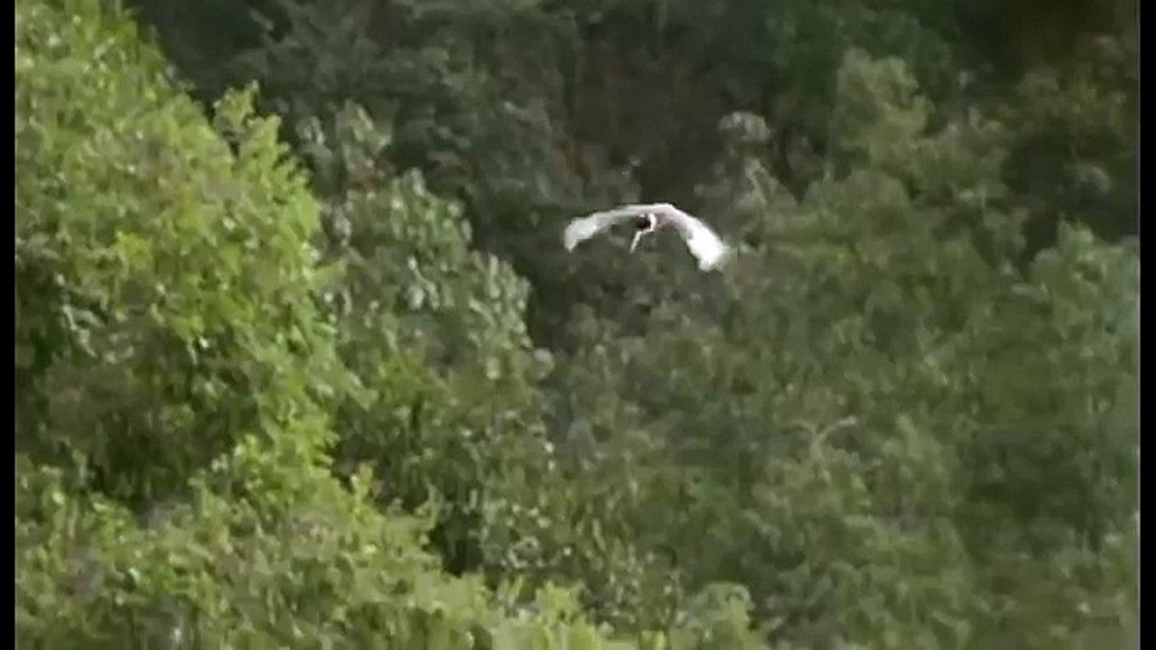 Amazonia documentary6337