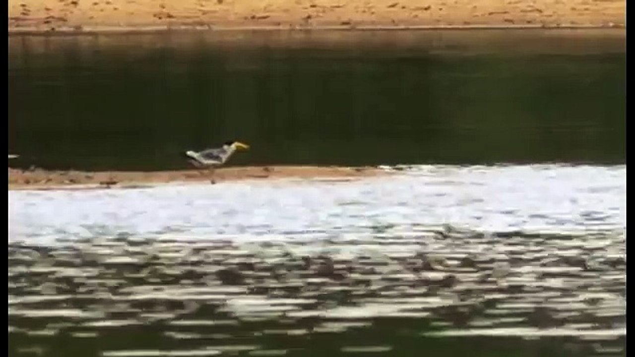 Amazonia documentary6433